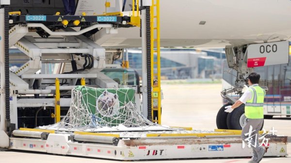 大牛时代配资 大熊猫“久久”“友友”顺利抵达广州！国宝与市民齐迎全运盛会！